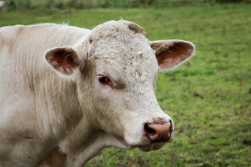 Fototapeta na wymiar Rind, Rinder, Kuh, Kühe auf der Weide, Koppel 