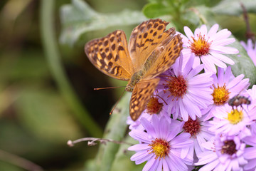 Beautiful multi-colored butterfly, on beautiful purple flowers