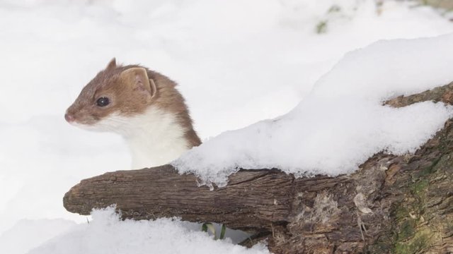 stoat in winter