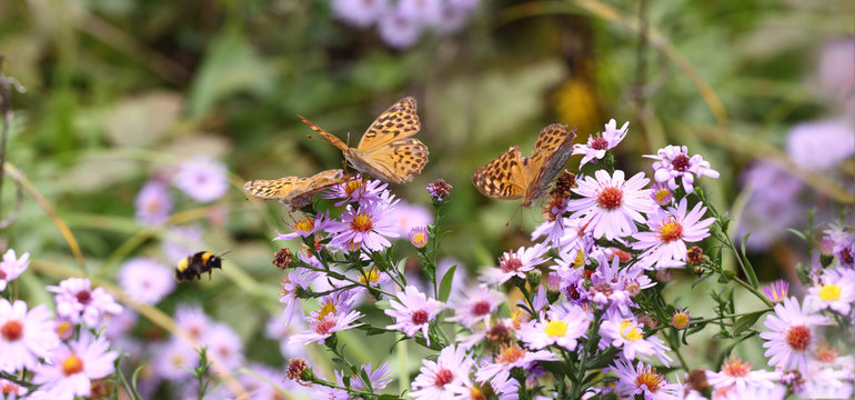 Purple asters are suppliers of nectar for insects in the autumn period...