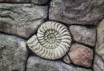 Ammonit Nachbildung, Edelsteine, Schmucksteine, Sammlung