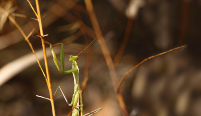 Mantis in an upright position sits waiting for the victim ...