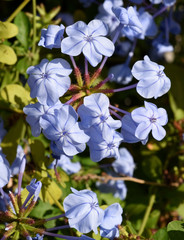 Bleiwurz, Plumbago, auriculata