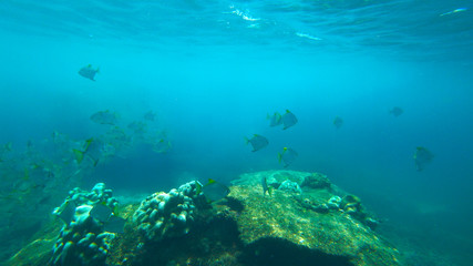 Naklejka na ściany i meble fish and coral reef, indian ocean