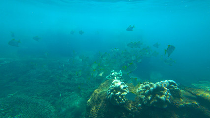 fish and coral reef, indian ocean