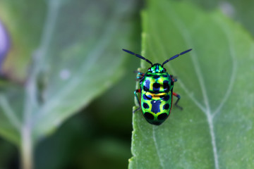 Beautiful emerald green insect on a flower in the garden.