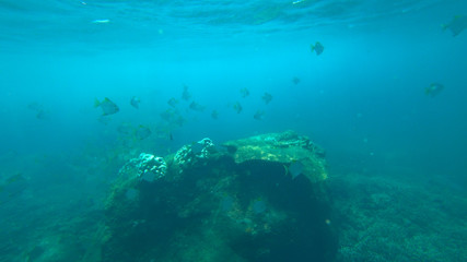 Fototapeta na wymiar fish and coral reef, indian ocean