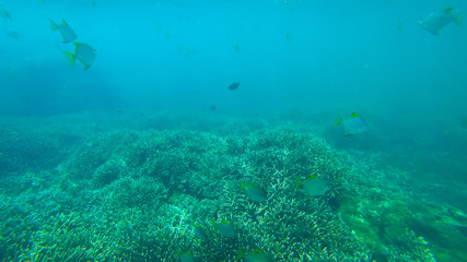 Naklejka na ściany i meble fish and coral reef, indian ocean