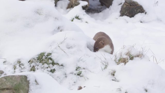 stoat in winter