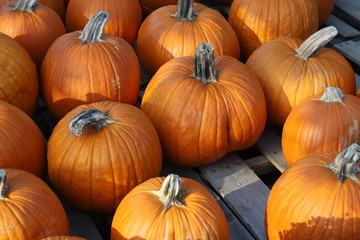 Pumpkins at a Farm