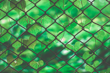 Fototapeta premium beautiful weed, beautiful unwanted flora on fencing