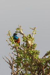 Superb starling sitting in a tree top