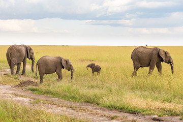 Naklejka na ściany i meble Elephants with a small calf in the savanna in Africa