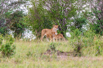 Fototapeta na wymiar Lioness with cubs in a grove of trees on the savanna