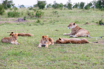 Lion Cubs with their mother that rests on the savanna