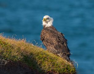 Majestic Bald Eagle