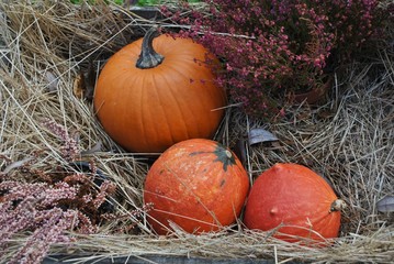 Jesienna kompozycja © bnorbert3