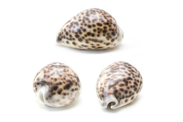 Tiger cowrie (Cypraea tigris) seashell
