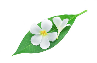 frangipani or plumeria , tropical flowers with green leaves isolated on white background