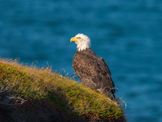 Majestic Bald Eagle