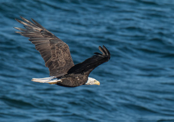 Majestic Bald Eagle