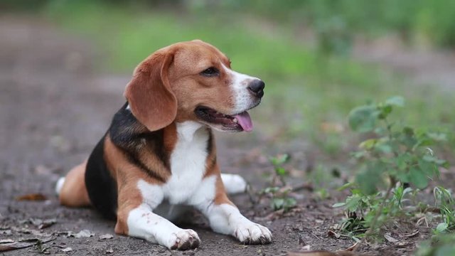 Portrait of beagle dog lying on the ground outdoor in the park. A cute beagle dog smiles.