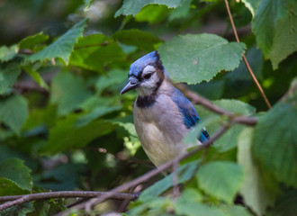 Blue Jay Profile