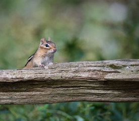 Cute Chipmunk Posing