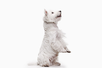 The west highland terrier dog in front of white studio background - obrazy, fototapety, plakaty