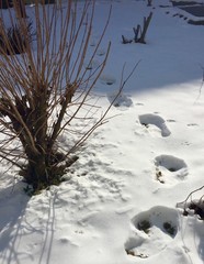 Spuren im Schnee