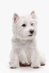 The west highland terrier dog in front of white studio background