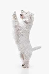 The west highland terrier dog in front of white studio background