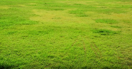 Fototapeta premium Green grass background texture.