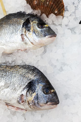 Fish and seashell at ice