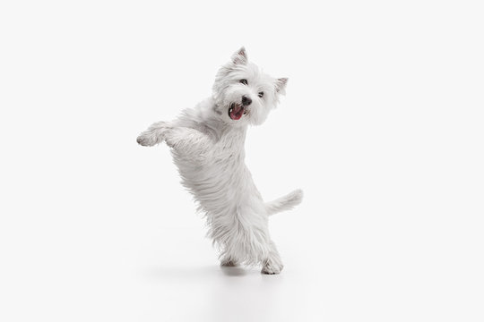 The west highland terrier dog in front of white studio background