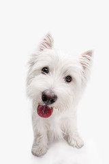 The west highland terrier dog in front of white studio background