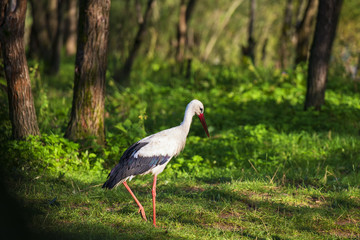 Wild stork in the forest.