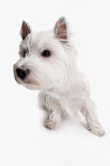The west highland terrier dog in front of white studio background