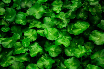 beautiful green leaf background