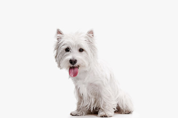The west highland terrier dog in front of white studio background