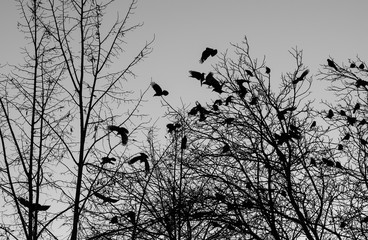 Dark silhouettes of crows on the background of bare tree branches, black and white image