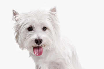 The west highland terrier dog in front of white studio background