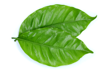 Coffee leaf on white background.