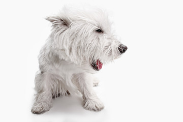 The west highland terrier dog in front of white studio background