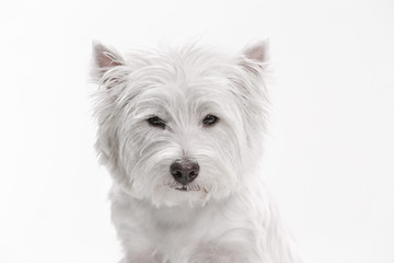 The west highland terrier dog in front of white studio background