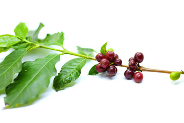 coffee berries on branch and leaf coffee on white background.