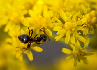 Ameise auf gelben Blüten