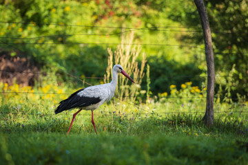 Wild stork walking at the countryside