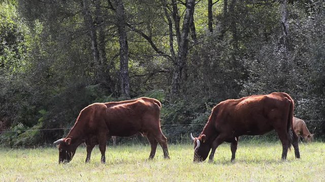 les vaches broutent l'herbe du pr&eacute;