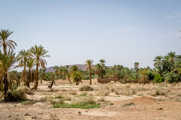 Desert of figuig